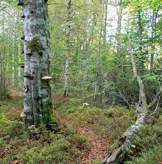 Blandlövskogar I BLANDLÖVSKOGAR HITTAR du många olika lövträdslag på samma plats. En blandlövskog domineras ofta av björk eller asp, men sälg, rönn och hassel brukar också vara vanliga.