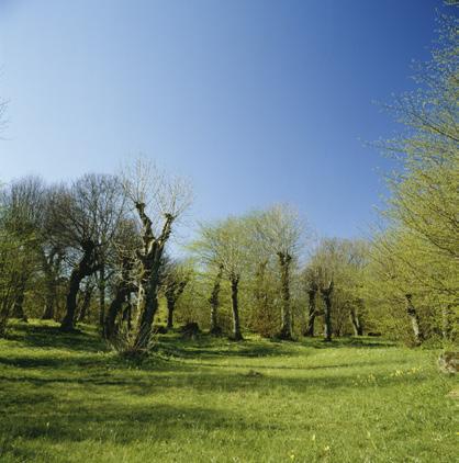 Bondelandskapets trädmiljöer SKOGEN UTNYTTJADES FÖRR i tiden till mer än virke och ved. Skogsbete och slåtter skapade glesa skogar med mycket ljus där gräs och blommande örter trivdes.