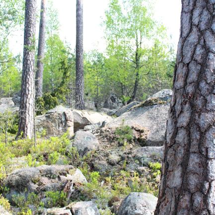 Skogsbevuxna bergbranter, block och hällmarker SKOG SOM VÄXER på branta berg och stup är ofta orörd sedan lång tid tillbaka. Hit har det varit krångligt att ta sig för att avverka skog.