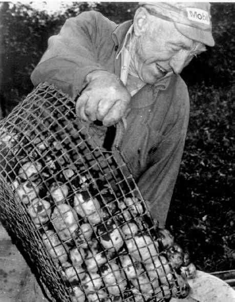 Foto från Skarke-Varnhems Hembygdsförenings Digitala Arkiv. Trots att tekniken var väderkänslig och småskalig användes potatisgropar långt in på 1900-talet.