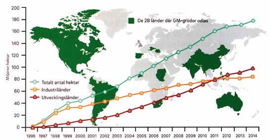 Odling av GM-grödor Den globala odlingen i 28 länder av GM-grödor från 1996 till i dag i industriländer, utvecklingsländer och totalt.