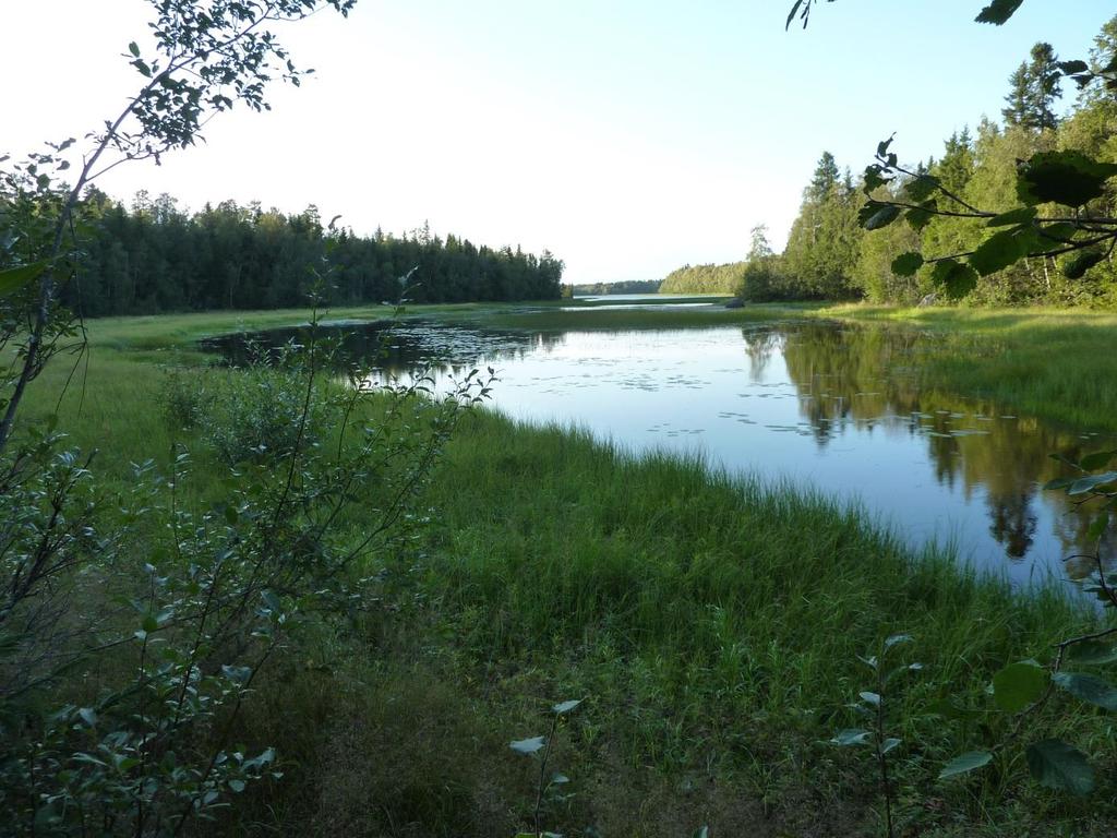 Kommun: Umeå Skyddsstatus: Natura 2000: Särskilt