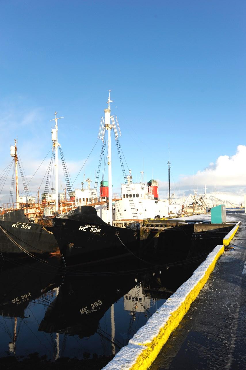 De isländska fiskebåtarna tar upp stora fångster av framförallt torsk, men även kolja, sej, hälleflundra, sill och räkor.