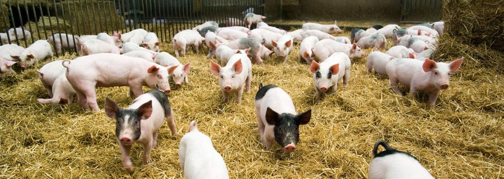 Gris Marknadsbalansen inom EU Slaktutveckling och handelsflöden i Sverige Antalet slaktade grisar ökade med 1,4 procent under januari-juni 2016 i jämförelse med samma period föregående år, utryckt i