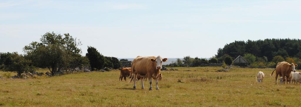 Nöt Marknadsbalansen inom EU En ökad slakt av mjölkkor inom EU innebär att de genomsnittliga exporten av nötkött från EU, i synnerhet levandedjur, har haft EU-priserna på nötkött hålls tillbaka.