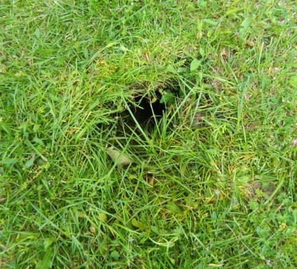 Fig. 3. Hålet i marken var endast ca 0,15 m i diameter i ytan, men djupt och utvidgade sig till en större hålighet under grässvålen. Foto: Ing-Marie Nilsson, 11 juni 2014.