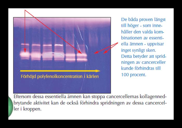 Från vänster till höger: Skenet som kommer från de olika kärlen visar cancercellernas enzymaktivitet, som banar väg genom bindväven.