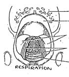 Larynx ovanifrån: andning Respiration Stämbandsspringan (glottis) Äkta stämband Bild 12.