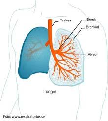 Nedre luftvägarna 1. Struphuvudet, larynx 2. Lobbronk 3. Sköldbrosket, cartilago thyroidea 4. Ringbrosket, cartilago cricoidea 5. Luftstrupen, trachea 6. Bifurkationen med carina, båtkölen 7.