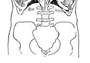 14 a (Tortora 2000) Diafragma avgränsar brösthålan nedåt Diafragma är den viktigaste andningsmuskeln N.