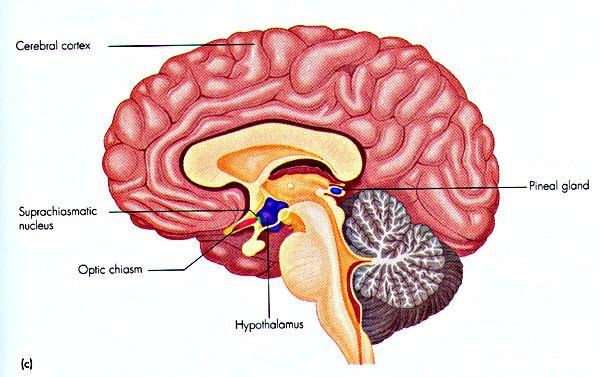 Dygnsrytmens utseende Moderklockan i det circadiana systemet Tallkottkörteln Suprachiasmatic