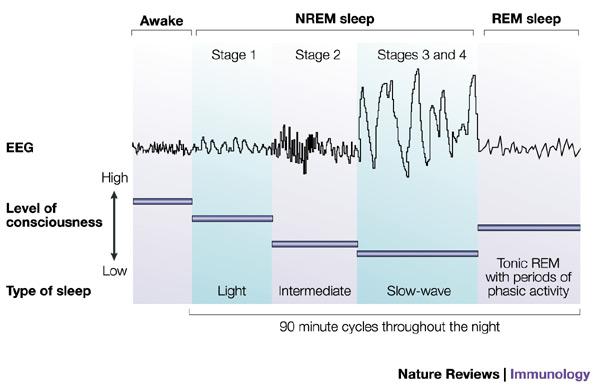 Hjärnaktivitet under sömn - 5 sömnstadier Litterturtips för den som vill lära mer om sömn på