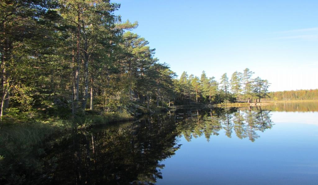 Figur 2: Provfiskelokal i Axsjön i närheten av Långmyra, där flodkräfta påträffades. Foto: Niina Sallmén.