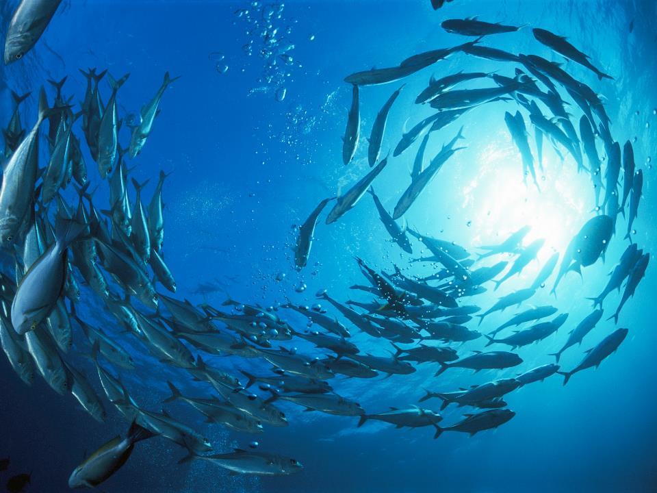 DET BÄSTA MILJÖVALET FÖR FISK OCH SKALDJUR Marine Stewardship Council