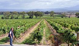 Dag 13 Melbourne 14 jan En heldag i vindistriktet Yarra Valley som ligger en timmes bussfärd från Melbourne. Denna dag besöker vi två vingårdar som specialiserat sig på Pinot Noir.