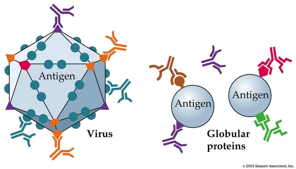 Begrepp Antikropp (immunoglobulin, Ig) = molekyl som produceras av immunförsvaret och binder till ett specifikt för kroppen främmande ämne Antigen = organism eller molekyl som