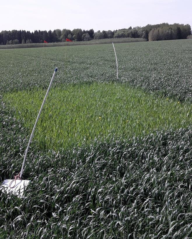 8 Lövstalöt I Lövstalöt är beståndet mycket frodigt. Sedan förra veckan har både nollruta och fält tagit upp ca 20 kg N/ha. Det vill säga hela upptaget den här veckan verkar komma från mineralisering.