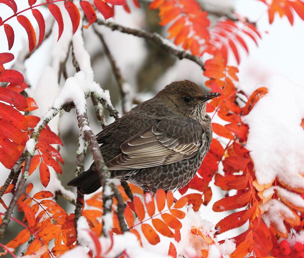 1k hona ringtrast, Turdus torquatus, Rentjärnberg, Västerbotten, 12 oktober 2014.