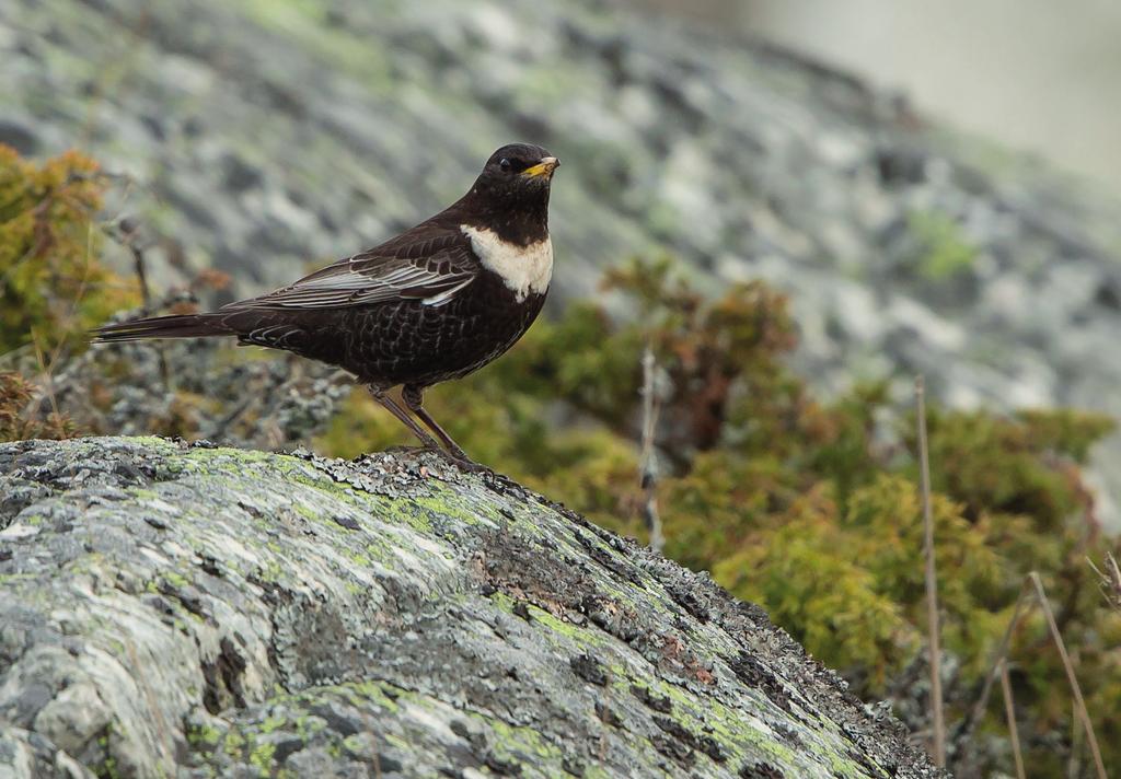 Ålders- och könsbestämning av ringtrast Turdus torquatus anses vara besvärlig. Korrekt åldersbestämning är sällan möjlig utan bra observationer eller fotografier.