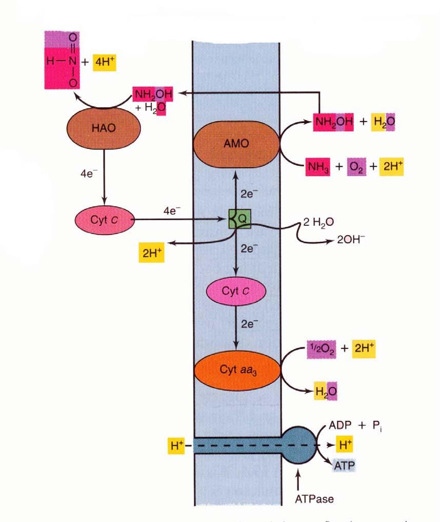 Ammonia oxidation: NH 3 +