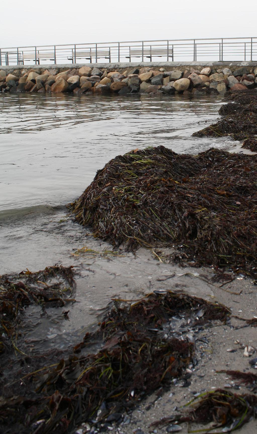 Havet lider Biogas kan utvinnas ur algerna i havet. Här är det inte energimängderna som är den främsta drivkraften, utan miljömålet att skapa ett rent och friskt Östersjön ett hav i balans.