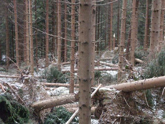 RAPPORT Effekter av stormen Gudrun på kväveutlakning från skogsmark Stormskador vid Timrilt.