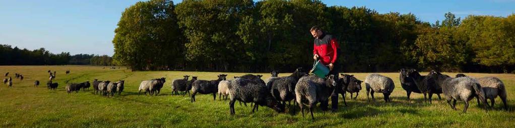 Sverige är världsledande i djurskydd och djurhälsa Svenskt kött är miljö- och klimatsmart Djuruppfödning skapar arbetstillfällen och samhällsnytta Märket Kött från Sverige är en frivillig