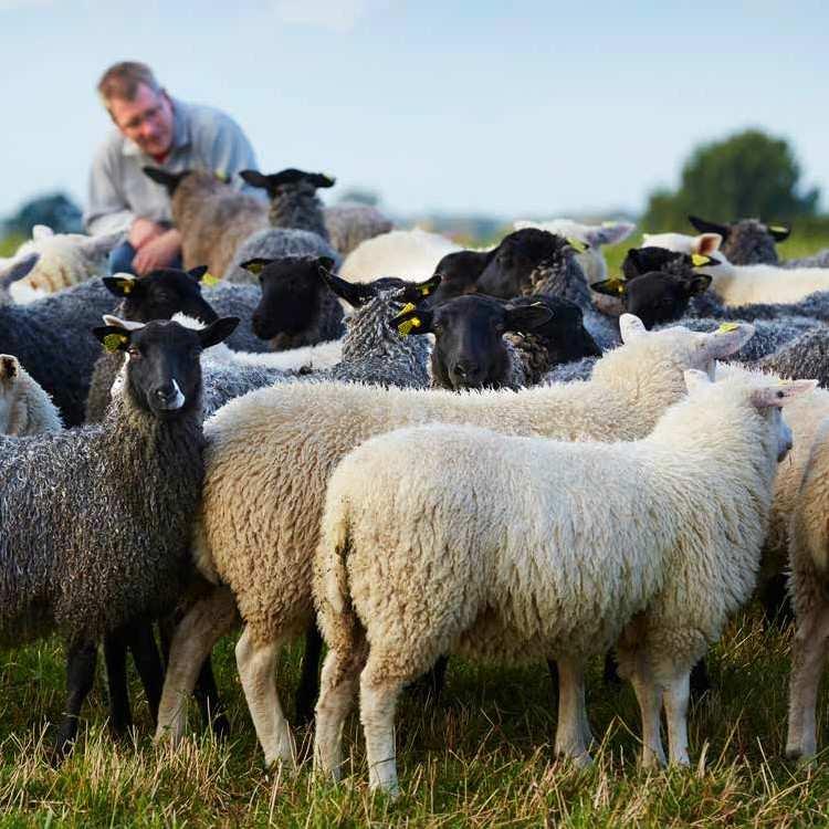 Märket Kött från Sverige är en del av märkningen Från Sverige som gäller för alla andra livs- medel, råvaror och växter med svenskt ursprung.