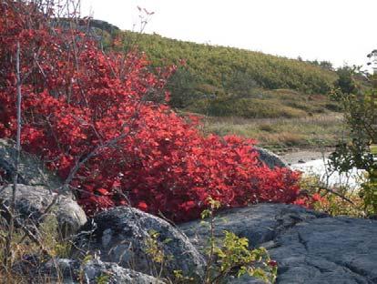 Vi åker ner till Göteborgs kanotförenings träff på Valö i södra skärgården. Anmälan till: Michael Kahlow Tel. 054-54 78 80, mobil 073-905 85 01.