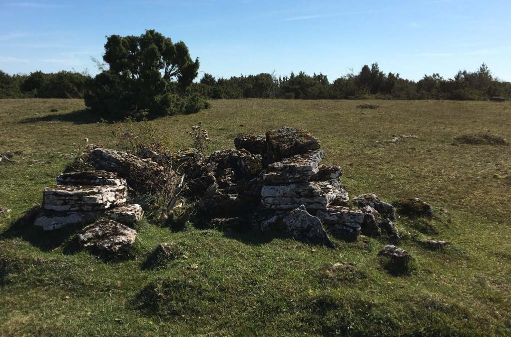 7 I månadsskiftet april/maj blommar orkidéerna S:t Pers nycklar, Adam och Eva i stora mängder och något senare lyser alvaret i gult och blått av ölandssolvända, bergskrabba och alvarlök.