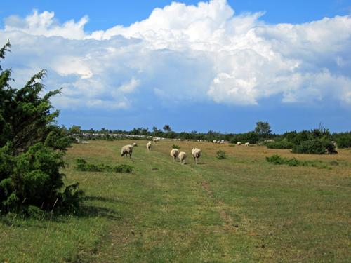 Stora Alvarleden Karlevi - Frösslunda Resmovägen Avstånd: ca 13 km Leden följer en gammal väg över alvaret.