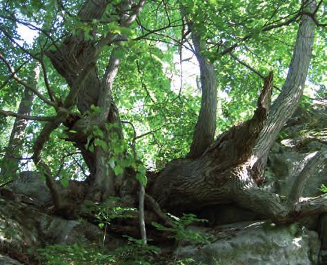 Projekt Östra Vätterbranterna startar. Det första av fem välbesökta Grännaseminarier om ÖVB:s unika natur anordnas av WWF och GSG.