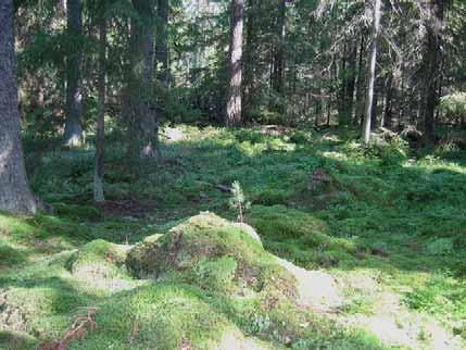 strax S om Svartbäcken. Blåtryffel funnen här i mosstäcket vid stig i granskog 1983-09-17, Bohlin Coll. Nr. 1165.