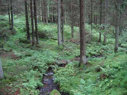 Lämplig blåtryffellokal. Kulturlämningar, vattenhjul, såg m.m. Dunmossa, hållav, frullania (Frullania sp), skärmstarr, sårläka.