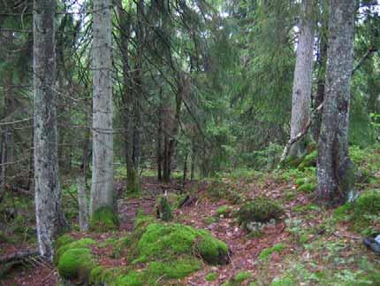 schweinitzii), gul taggsvamp (Hydnellum geogenium), dofttaggsvamp (Hydnellum suaveolens) och blått