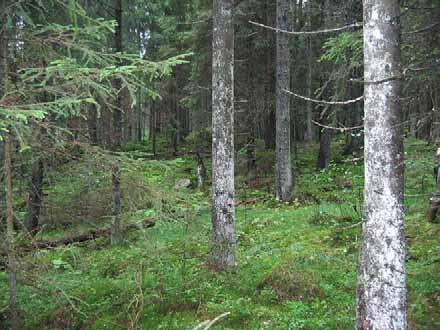 taggsvamp (Hydnellum geogenium), brokspindelskivling (Cortinarius bolaris), gulnande spindling (Cortinarius rubicundulus).