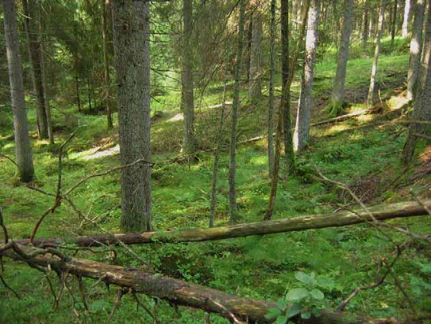 Liten handkultivator används vid sökandet och man krafsar försiktigt ett par tag och studerar noga det uppkrafsade.