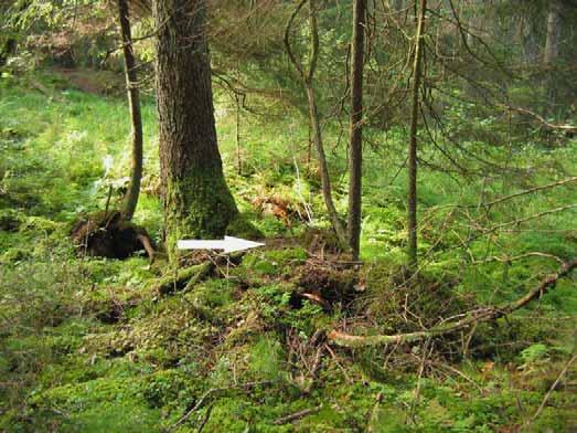 återfanns på båda växtplatserna var: klibbal (Alnus glutinosa), harsyra (Oxalis acetosella), kärrviol (Viola palustris),