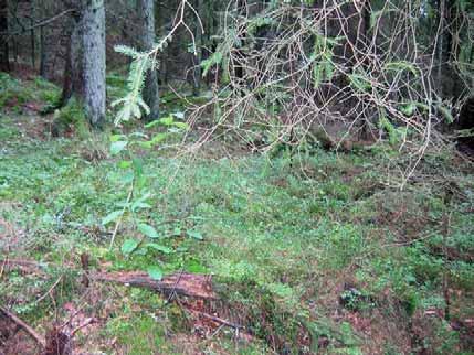 Beskrivning av inventerade områden Äldre lokaler Lilla Edet, Valdalen, sluttning under bergbrant V om Korshällevattnet AK Naturkonsulterna besökte området 2004-08-27.