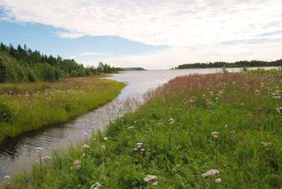 Dnr. 511-6341-2014 sista meningen. skärgårdsfattiga kuststräckan råder brist på lämpliga lek- och uppväxtområden.