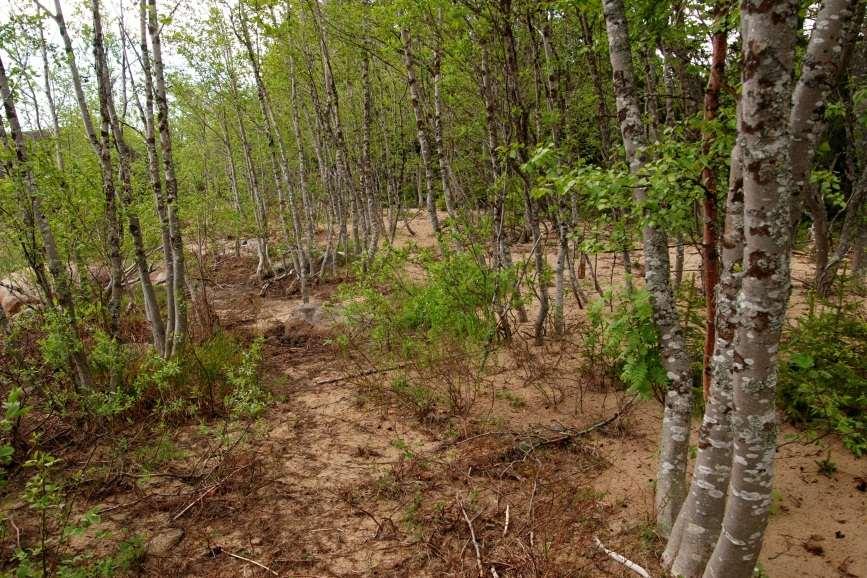 Dnr. 511-6341-2014 sista meningen. Sedimentbottnar och sedimentstränder västerbottenskusten domineras av sten- och blockstränder.