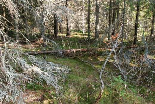 Dnr. 511-6341-2014 sista meningen. Zonering en tydlig uppdelning av ett område i olika zoner, till exempel zon med ängsvegetation, zon med lövträd som följs av en zon med barrträd.