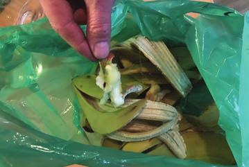 Släng matavfallet i den gröna påsen Bromölla kommun delar ut de gröna påsar som du slänger matavfall i. Knyt en dubbelknut när påsen börjar bli full och lägg den i ditt kärl.
