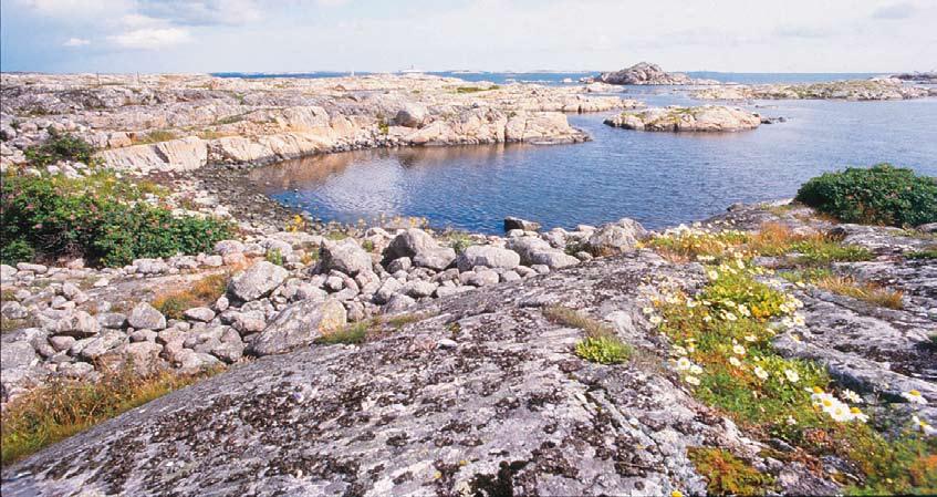 I Bälviken och längs klippstränderna växer strandkål och marviol, trift och strandglim och kustbaldersbrå växter som ger den verkliga västkustkänslan.