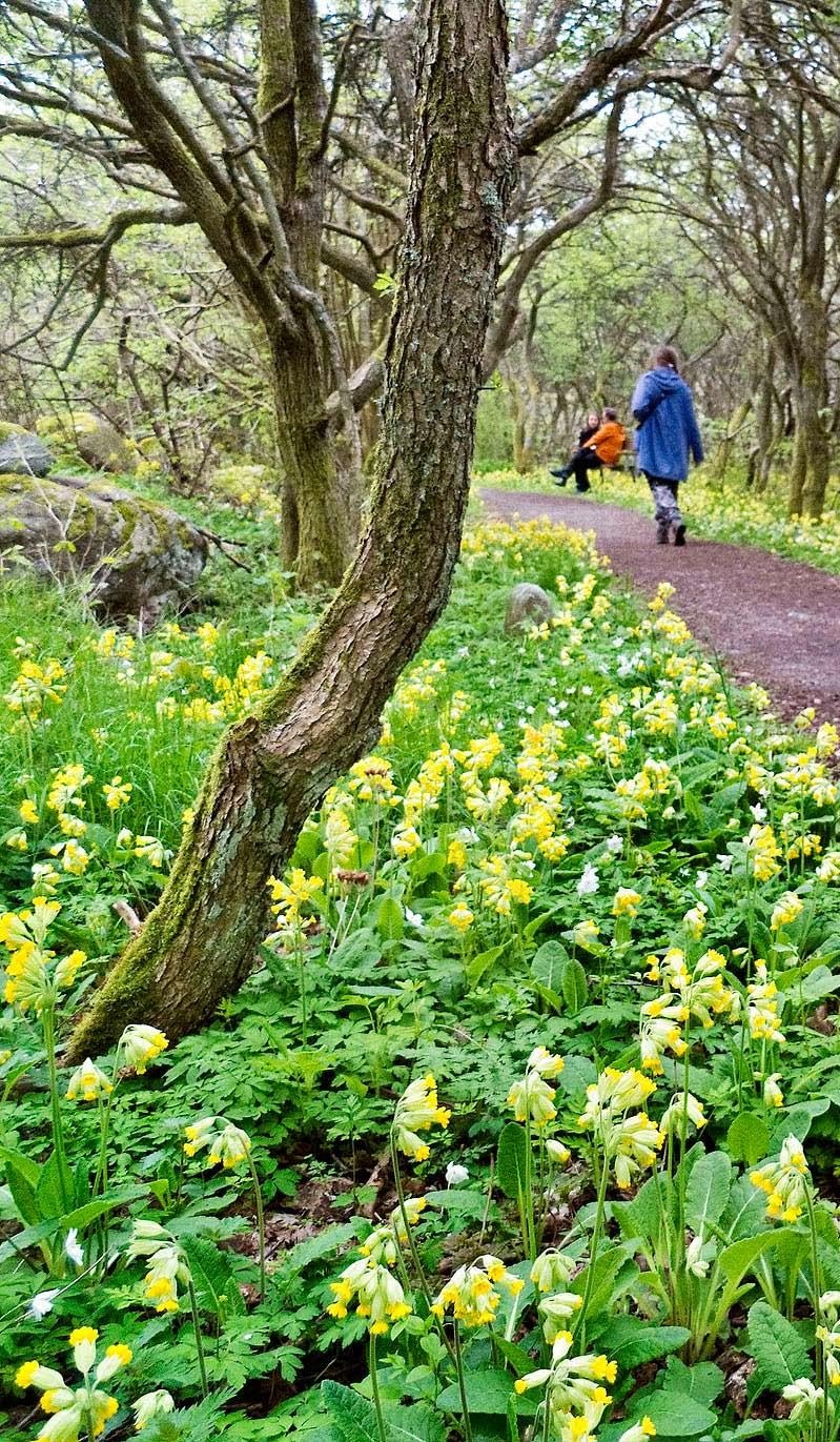 Lotsutkik, värdshus, pensionat och café. Promenader: 1. Byvägen från Husvik till Rödsten. C:a 2,