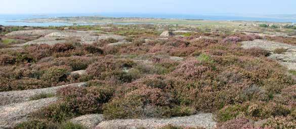 Det blir en skötselvandring på Årnäsudden i maj. Foto: Carina Lundqvist. Nabben Lördag 16 september kl. 14.00 Svampvandring Följ med på en svamputflykt i och omkring Nabbens naturreservat.