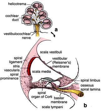 Organ of