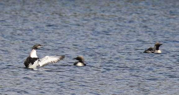 Storlomarna vid Hyltena. Foto:Klas Reimers. Vid StOFs resor mot Skåne brukar ett lunchstopp göras vid besninmacken och rastplatsen Hyltena någon mil söder om Jönköping, intill Lovsjön.