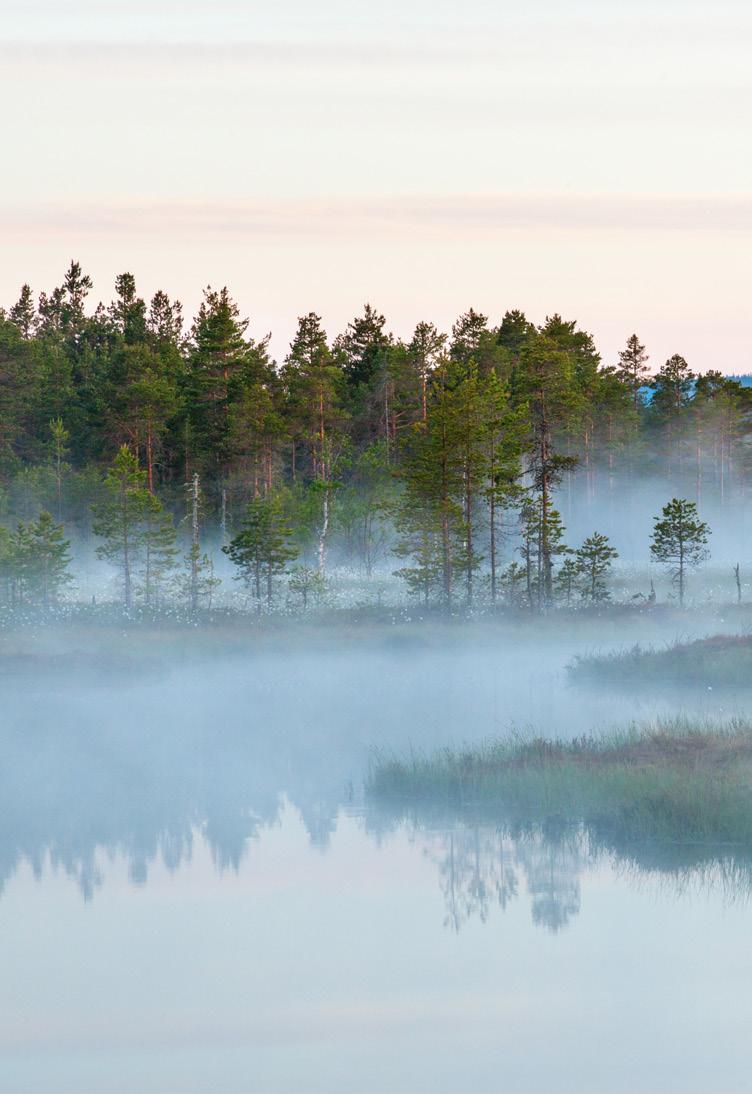 Markbäddens reningsprocess, med olika