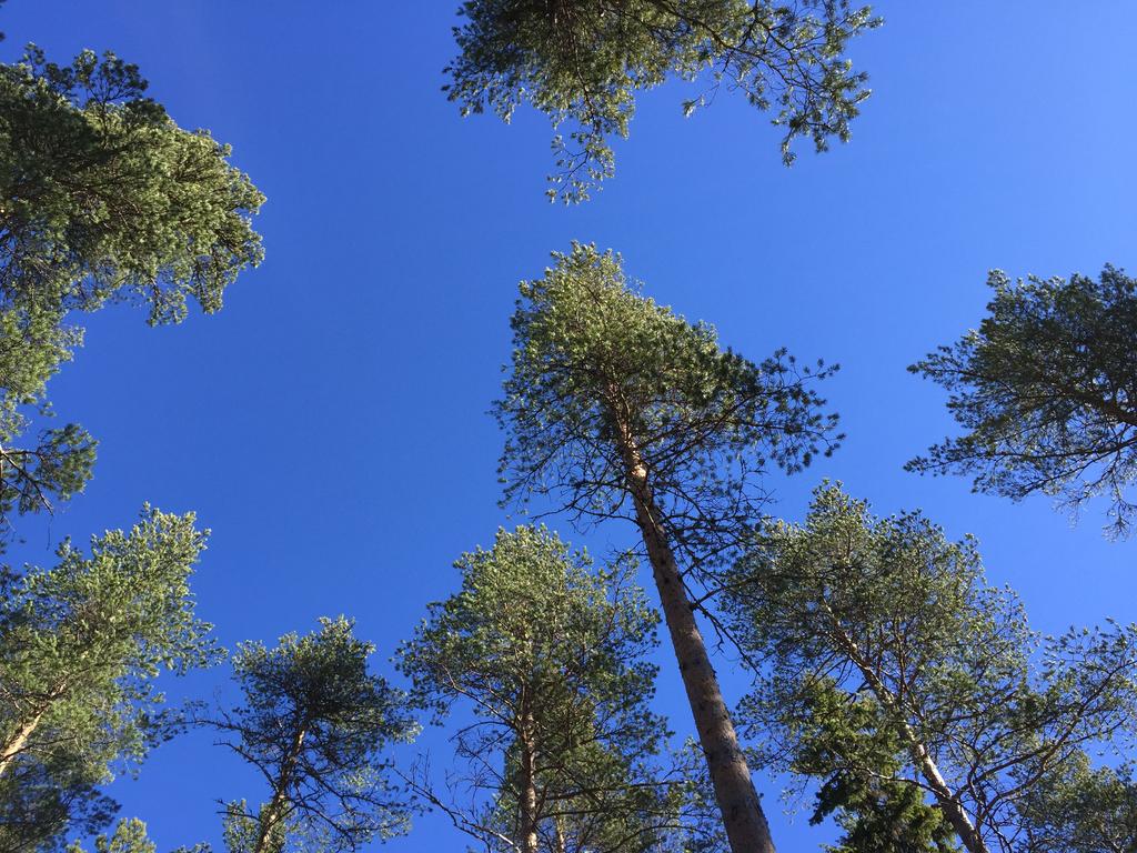 Skog i Älvdalen, ca 10500 m3sk Älvdalen Dysberg 10:7 En obebyggd skogsfastighet med god bonitet som omfattar 3 skogsskiften i närheten av Dysberg om sammanlagt ca 76 ha.